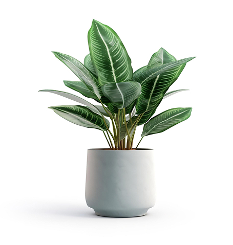Anasayfa house plant